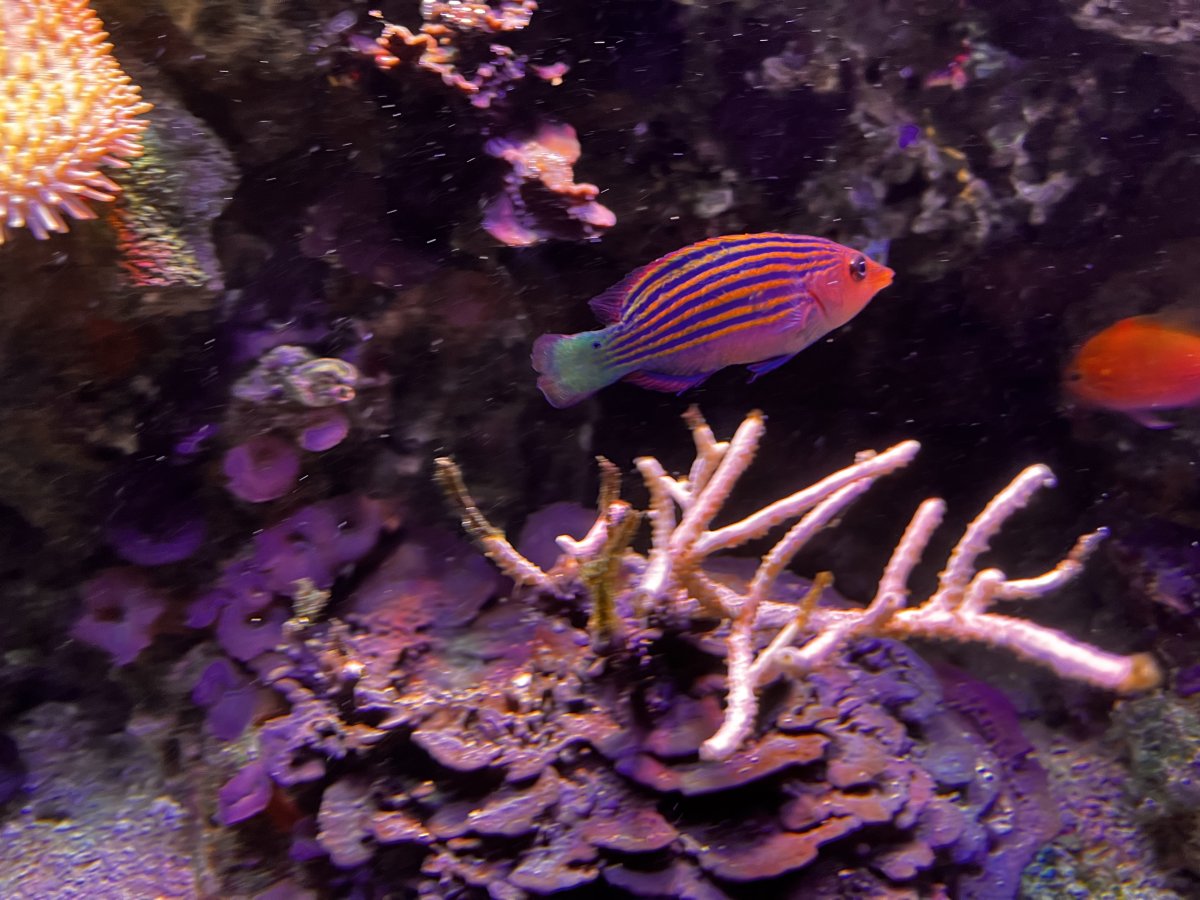 Sunburst anthius.JPG