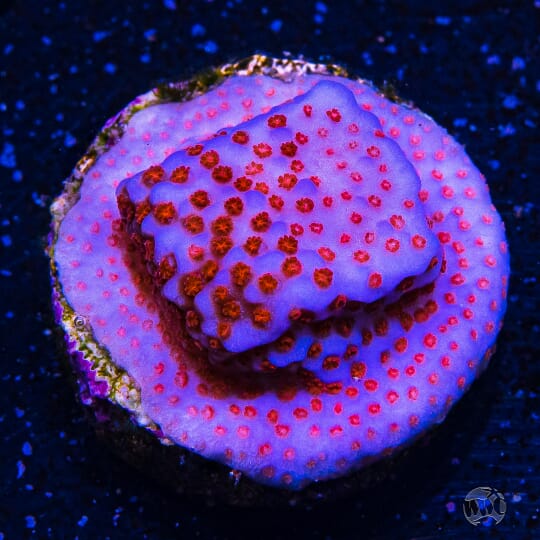 Superman Montipora - 5.00 - ANR08-36-546.jpg