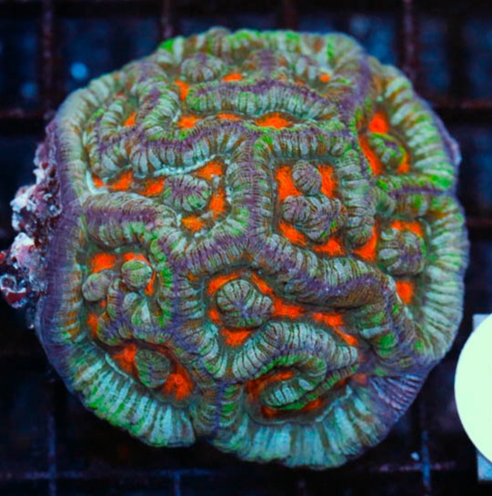 Symphyllia wilsoni $450_.JPG