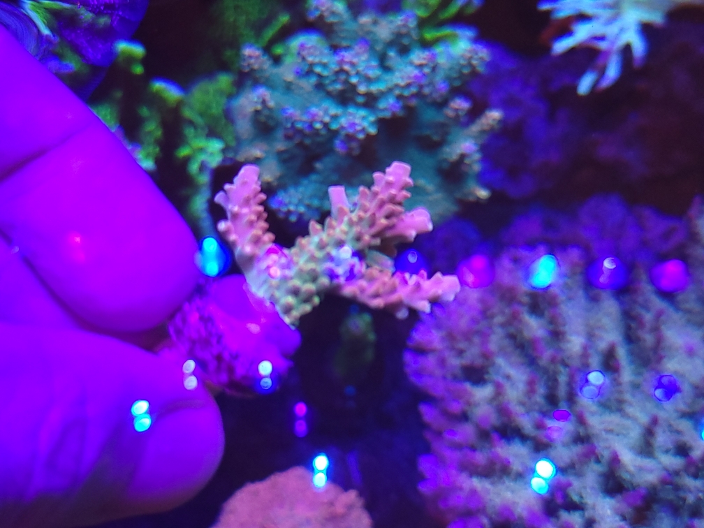 TGC creamsicle 2.jpeg