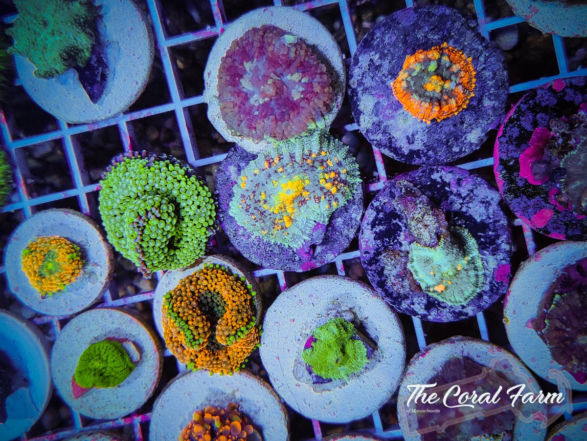 The Coral Farm MA -1.jpg
