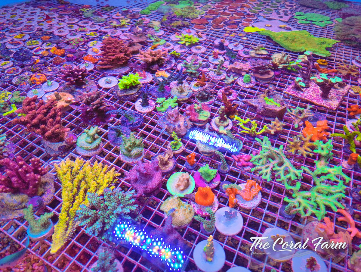 The Coral Farm MA -10.jpg