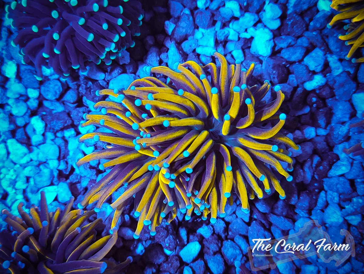 The Coral Farm MA 101921-3.jpg