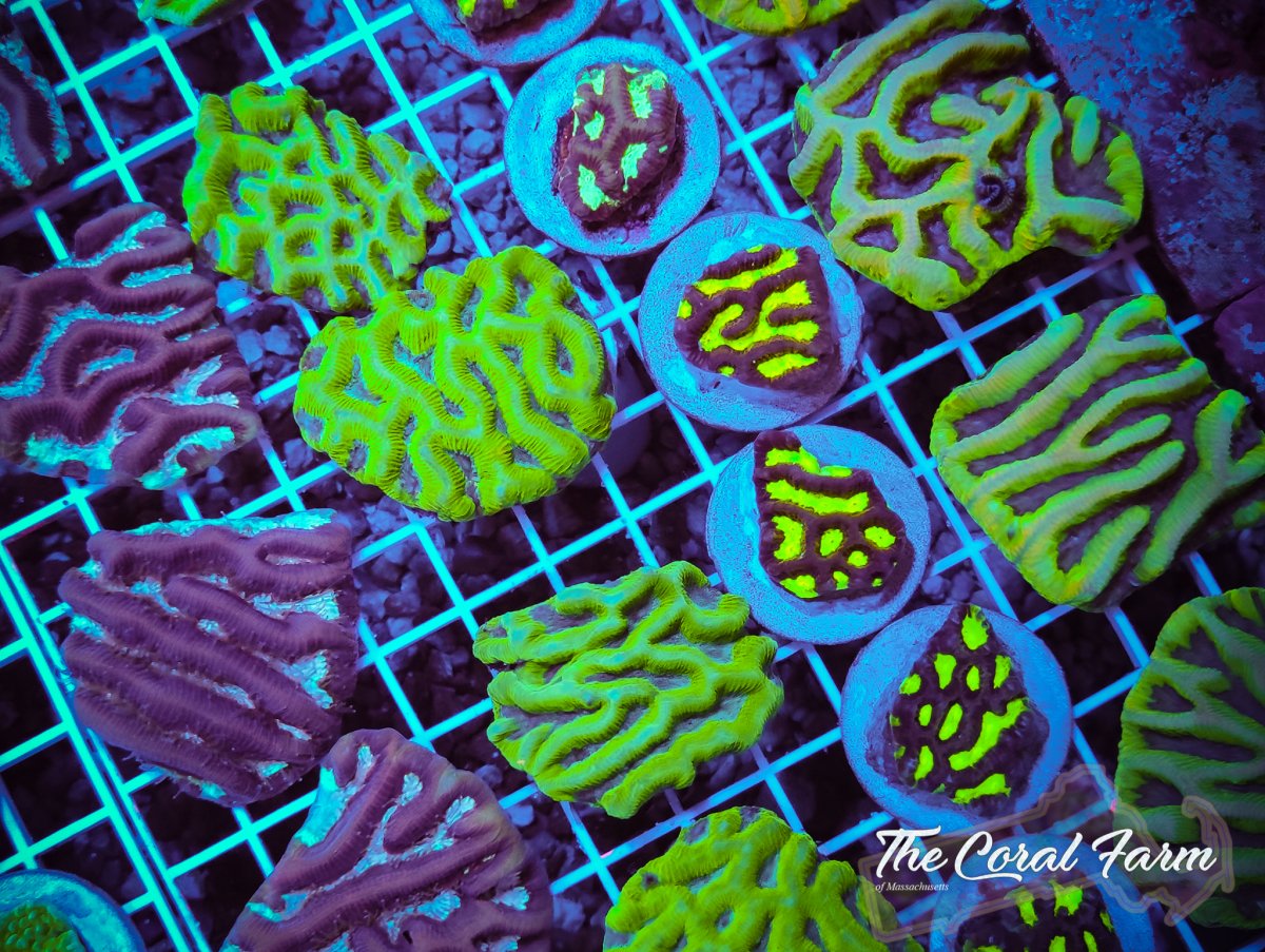 The Coral Farm MA 101921-44.jpg