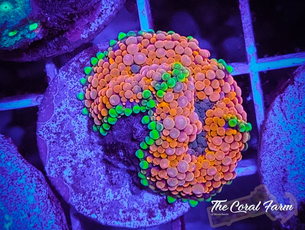 The Coral Farm MA 101921-78.jpg