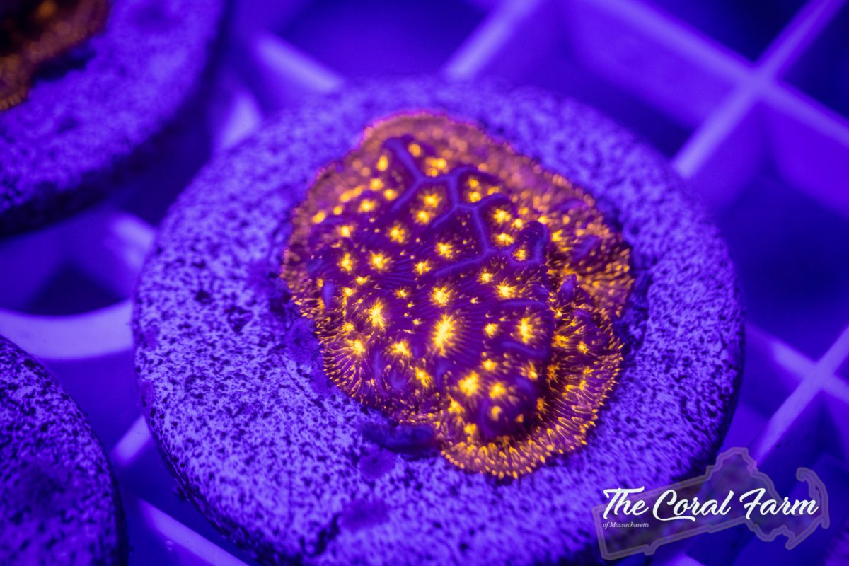 The Coral Farm MA 102521--14.jpg