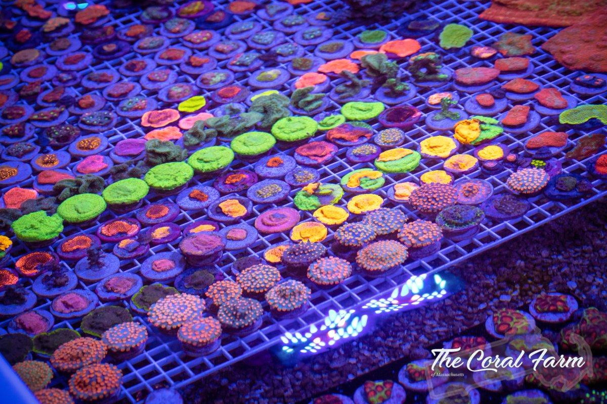 The Coral Farm MA 102521--157.jpg