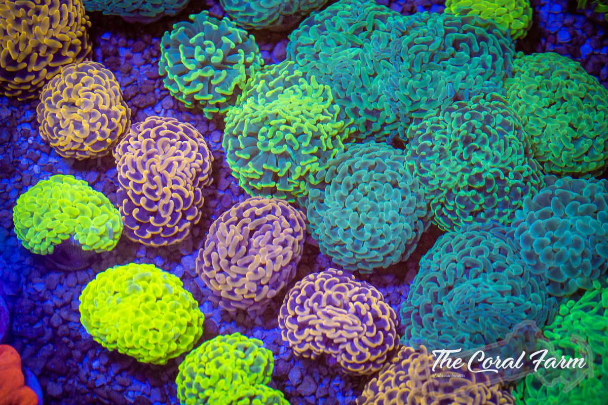 The Coral Farm MA 102521--43.jpg