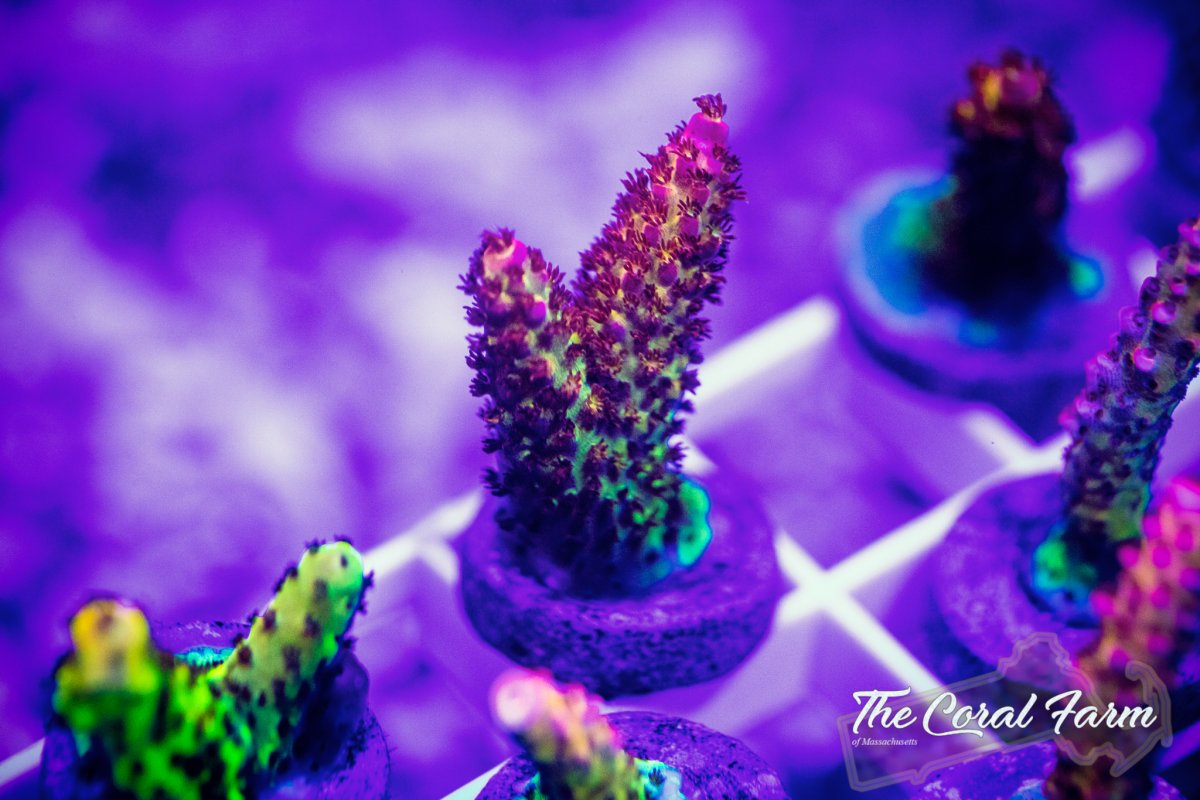 The Coral Farm MA 102521--8.jpg