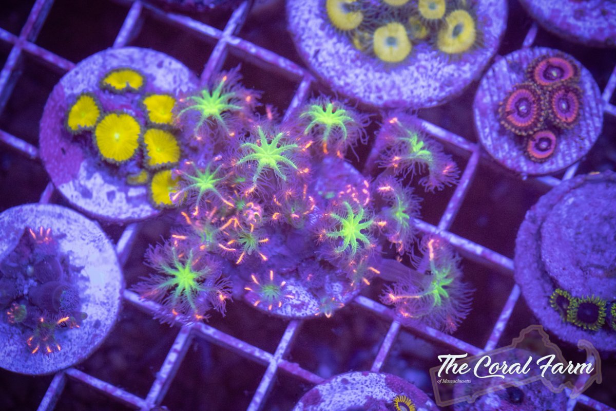 The Coral Farm MA 102521--86.jpg