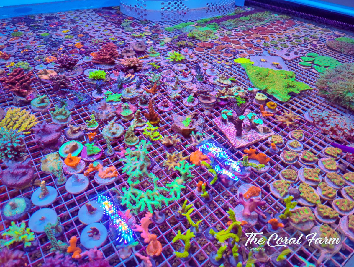 The Coral Farm MA -11.jpg
