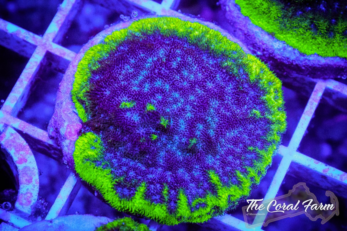 The Coral Farm MA 112122--9.jpg