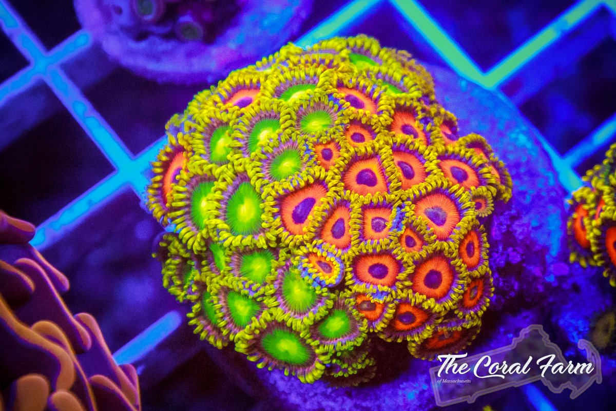 The Coral Farm MA 112422--15.jpg