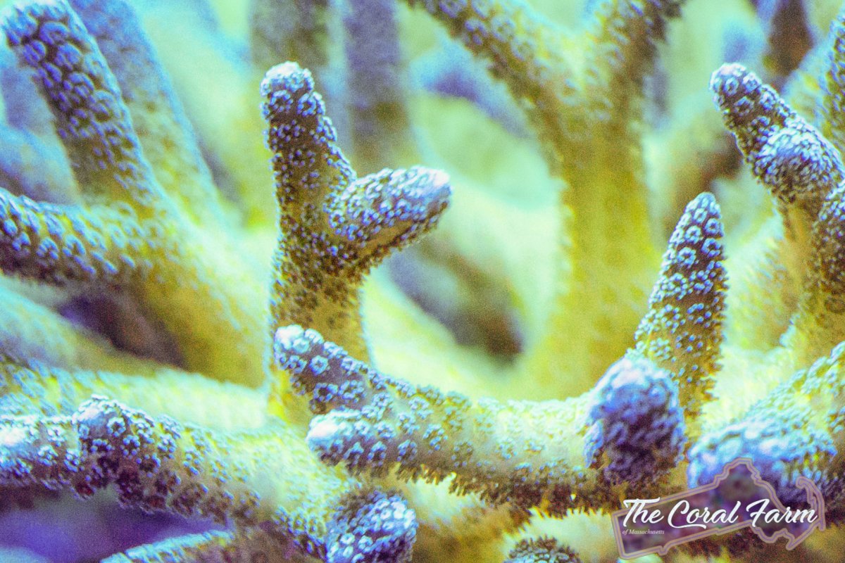 The Coral Farm MA 12-13.jpg