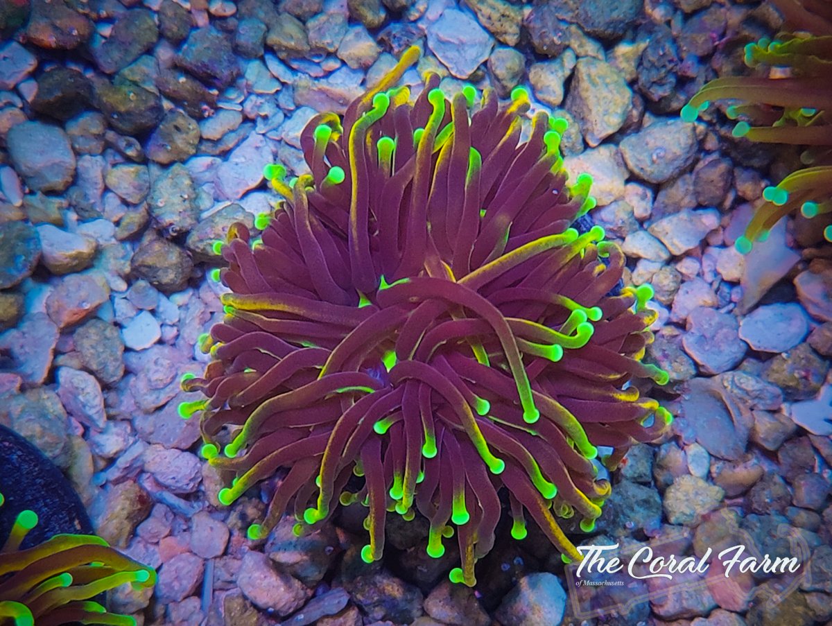 The Coral Farm MA 122821-16.jpg