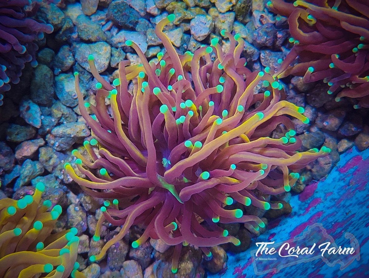 The Coral Farm MA 122821-24.jpg