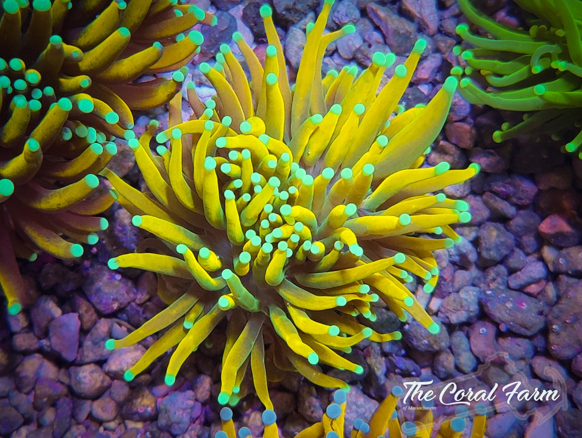 The Coral Farm MA 122821-30.jpg