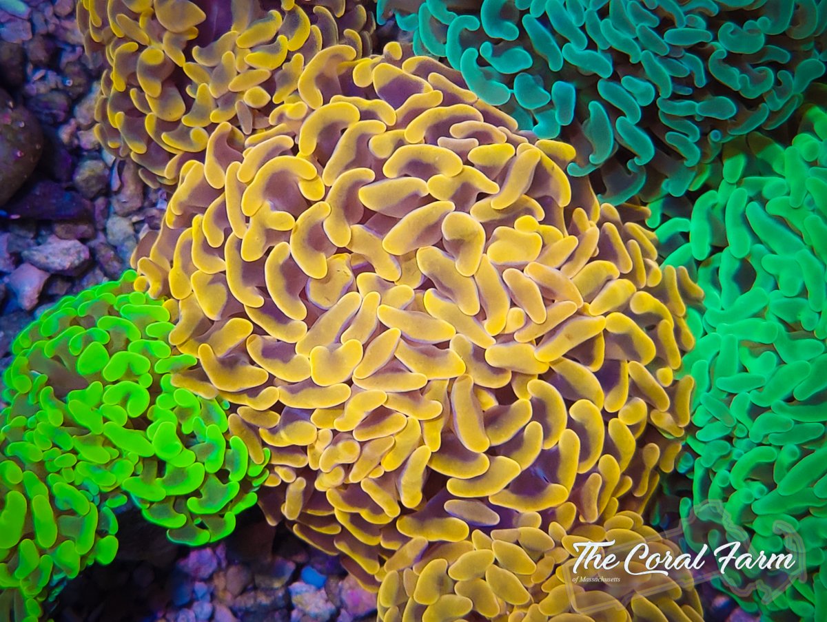 The Coral Farm MA 122821-34.jpg