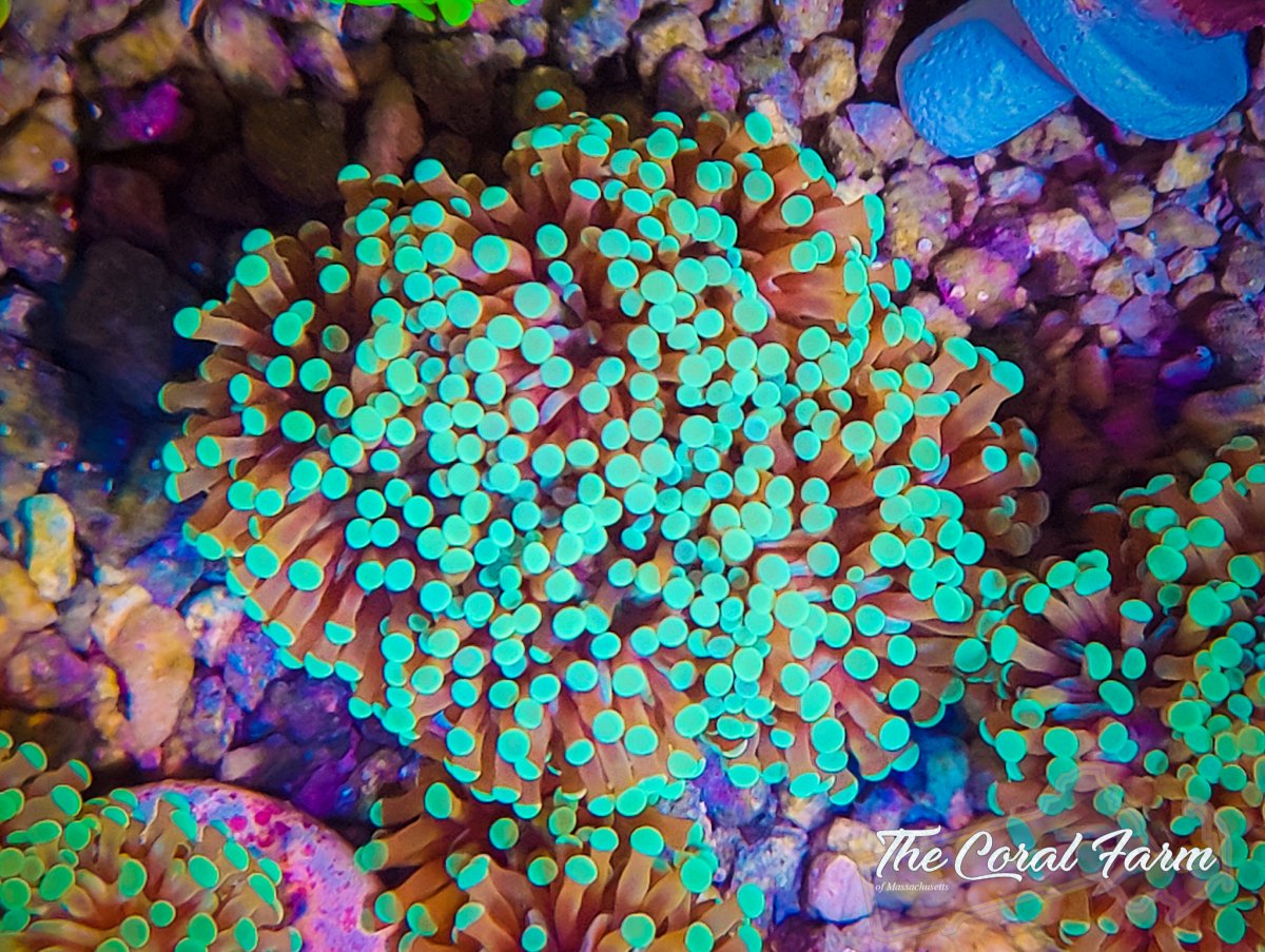 The Coral Farm MA 122821-37.jpg