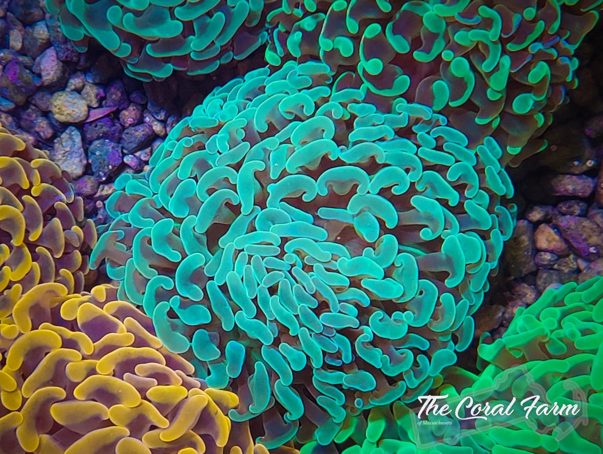 The Coral Farm MA 122821-40.jpg