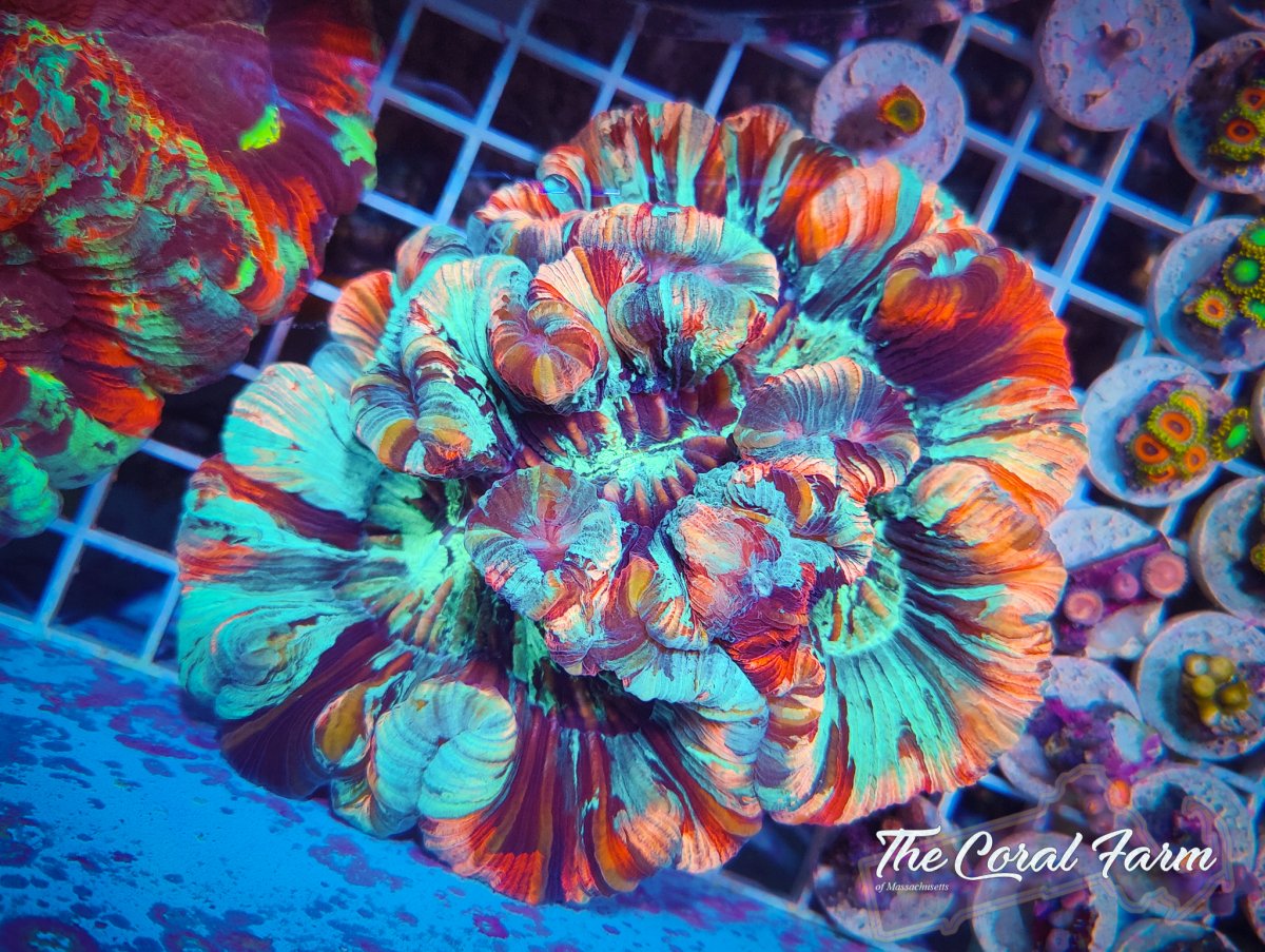 The Coral Farm MA 122821-43.jpg