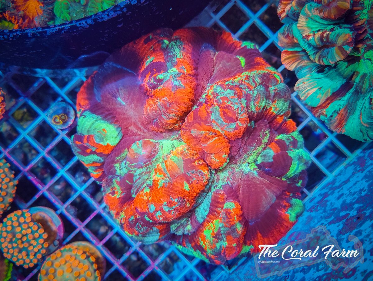 The Coral Farm MA 122821-44.jpg