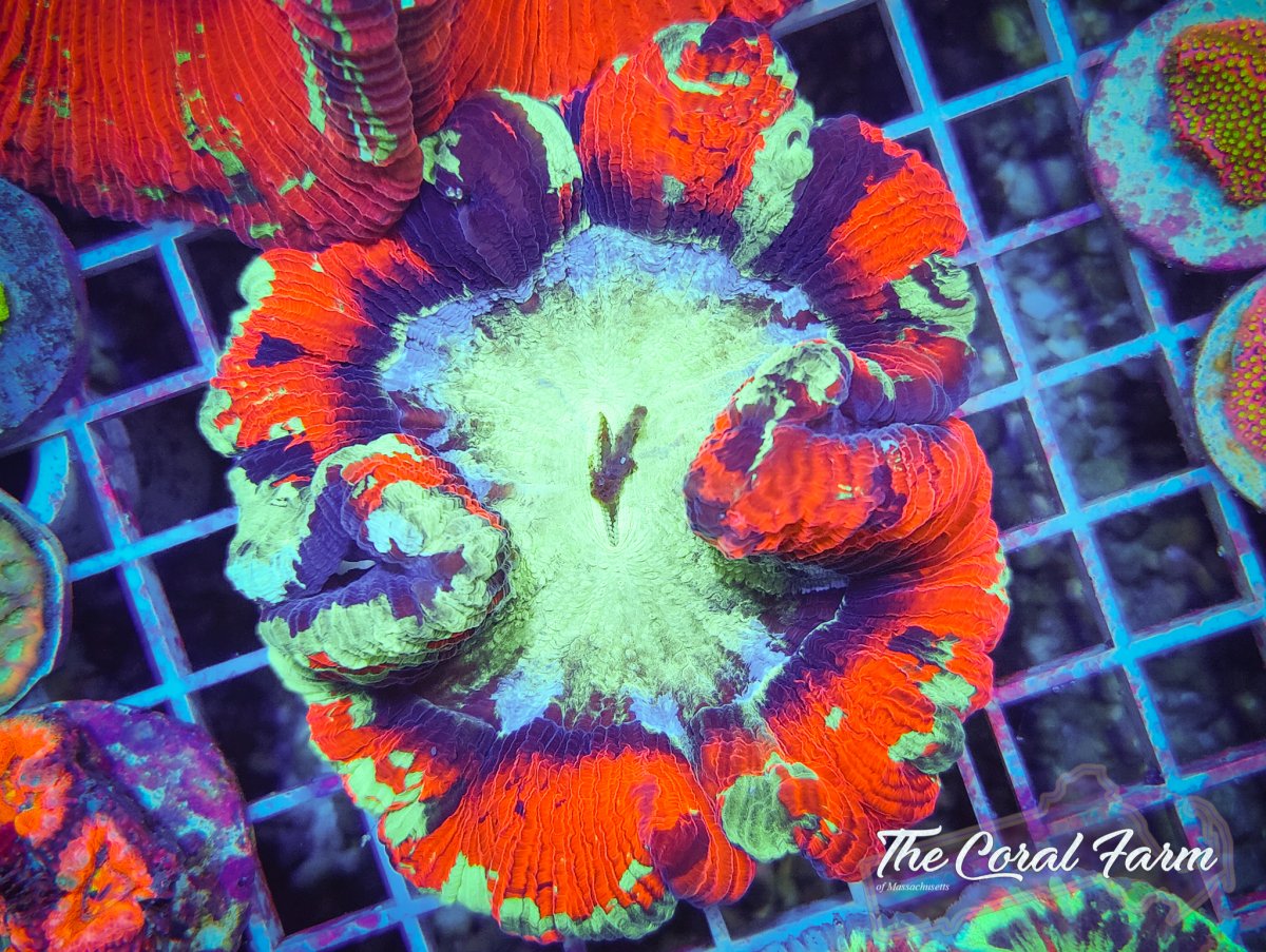 The Coral Farm MA 122821-45.jpg