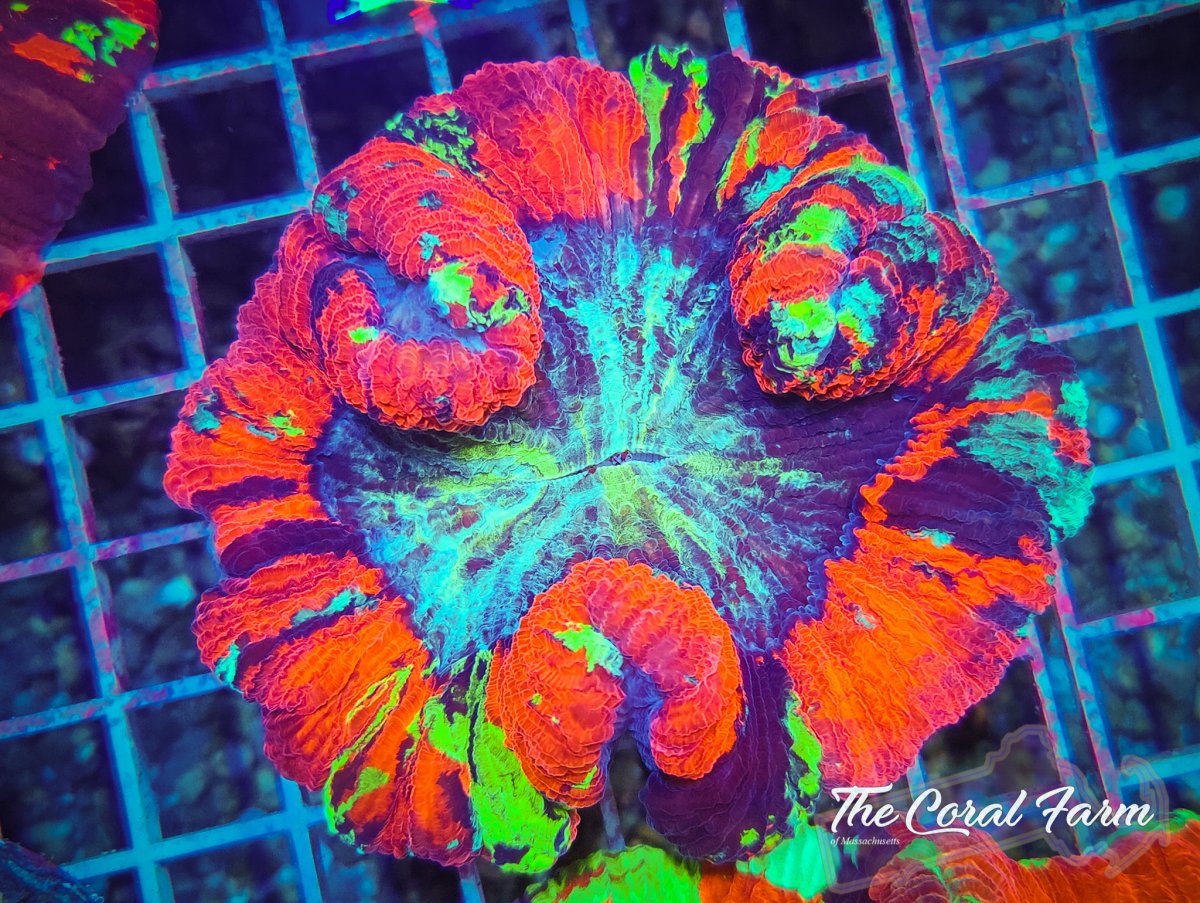 The Coral Farm MA 122821-47.jpg