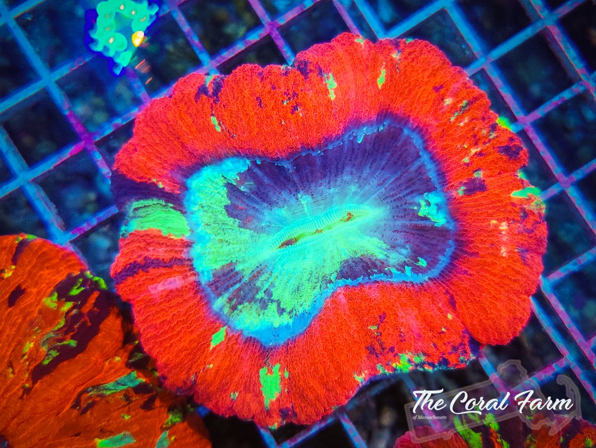 The Coral Farm MA 122821-48.jpg