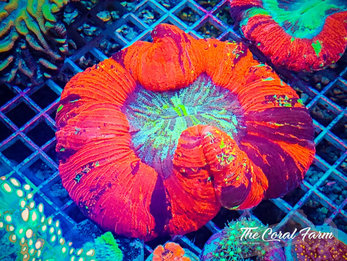 The Coral Farm MA 122821-49.jpg