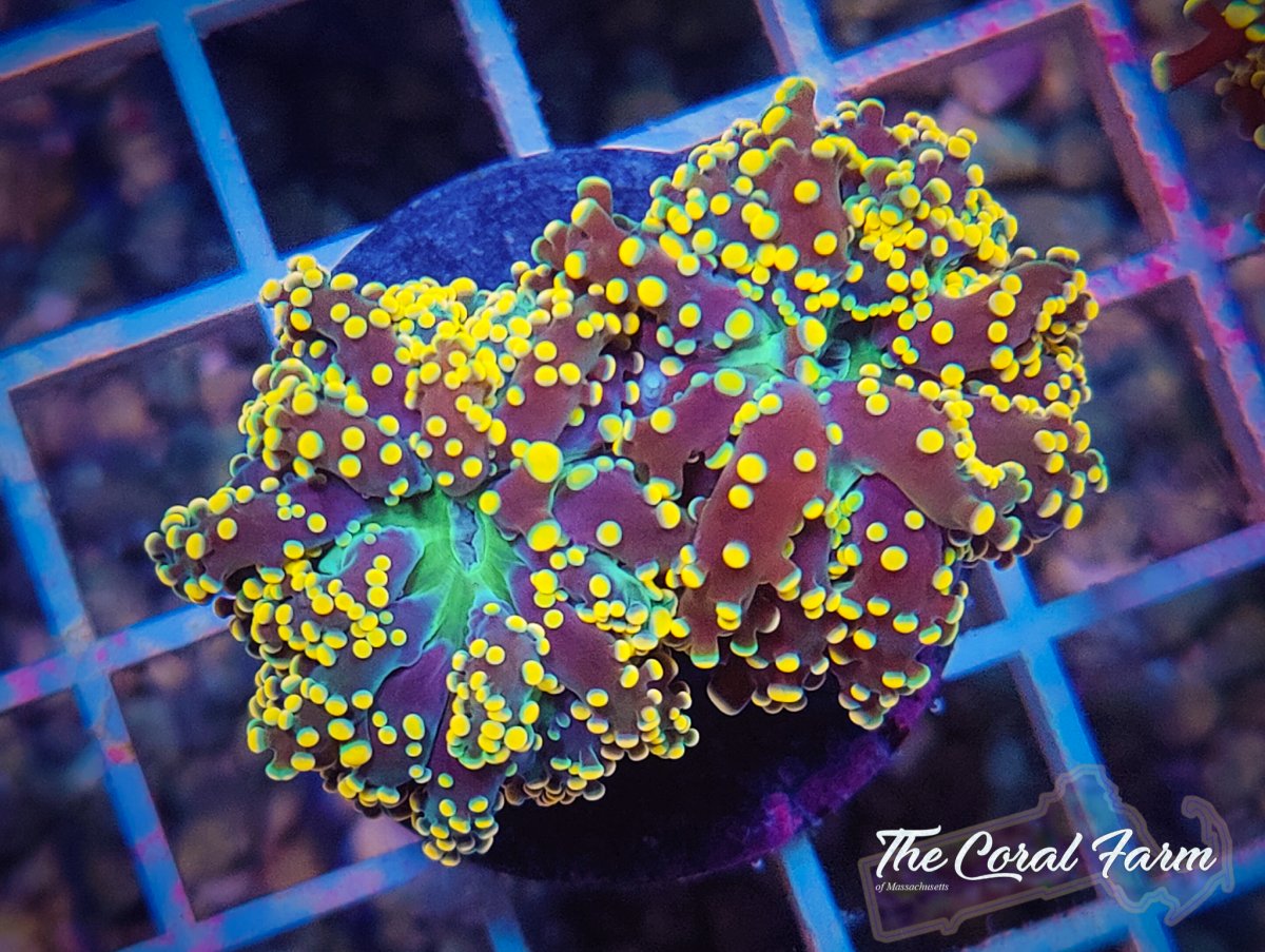 The Coral Farm MA 122821-5.jpg