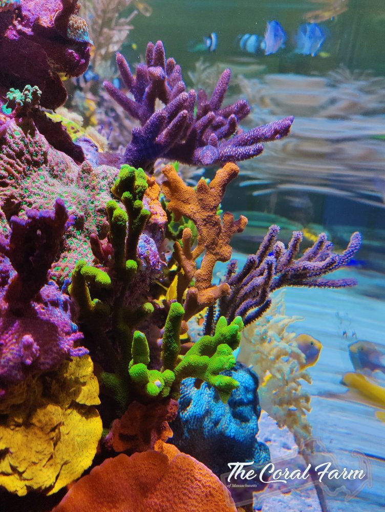 The Coral Farm MA -17.jpg