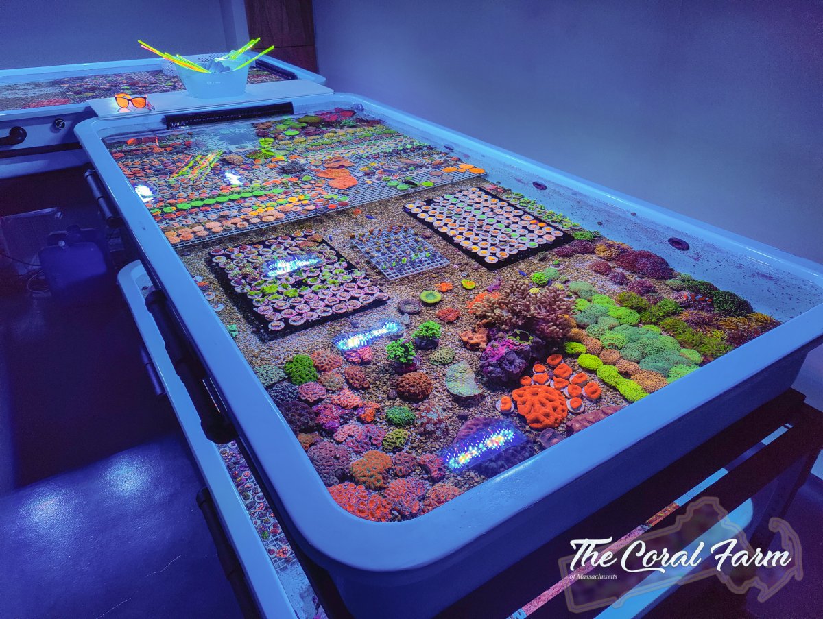 The Coral Farm MA -2.jpg