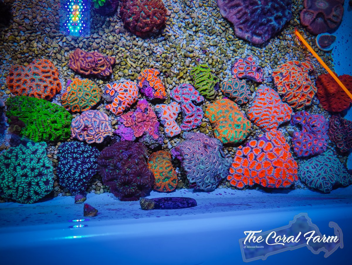 The Coral Farm MA -2.jpg