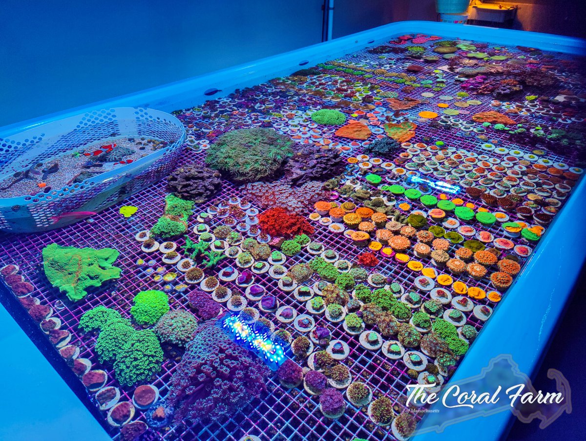 The Coral Farm MA -2weg.jpg