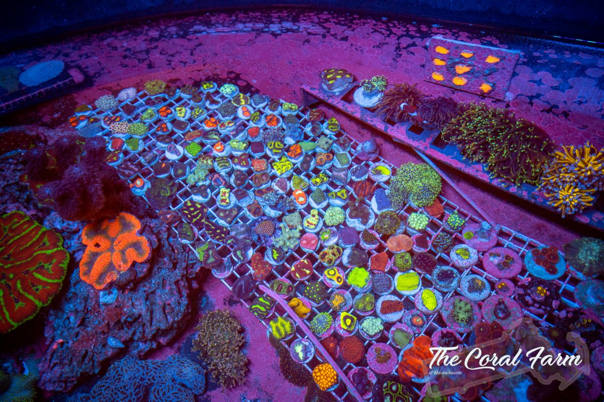 The Coral Farm MA 3321 -22.jpg