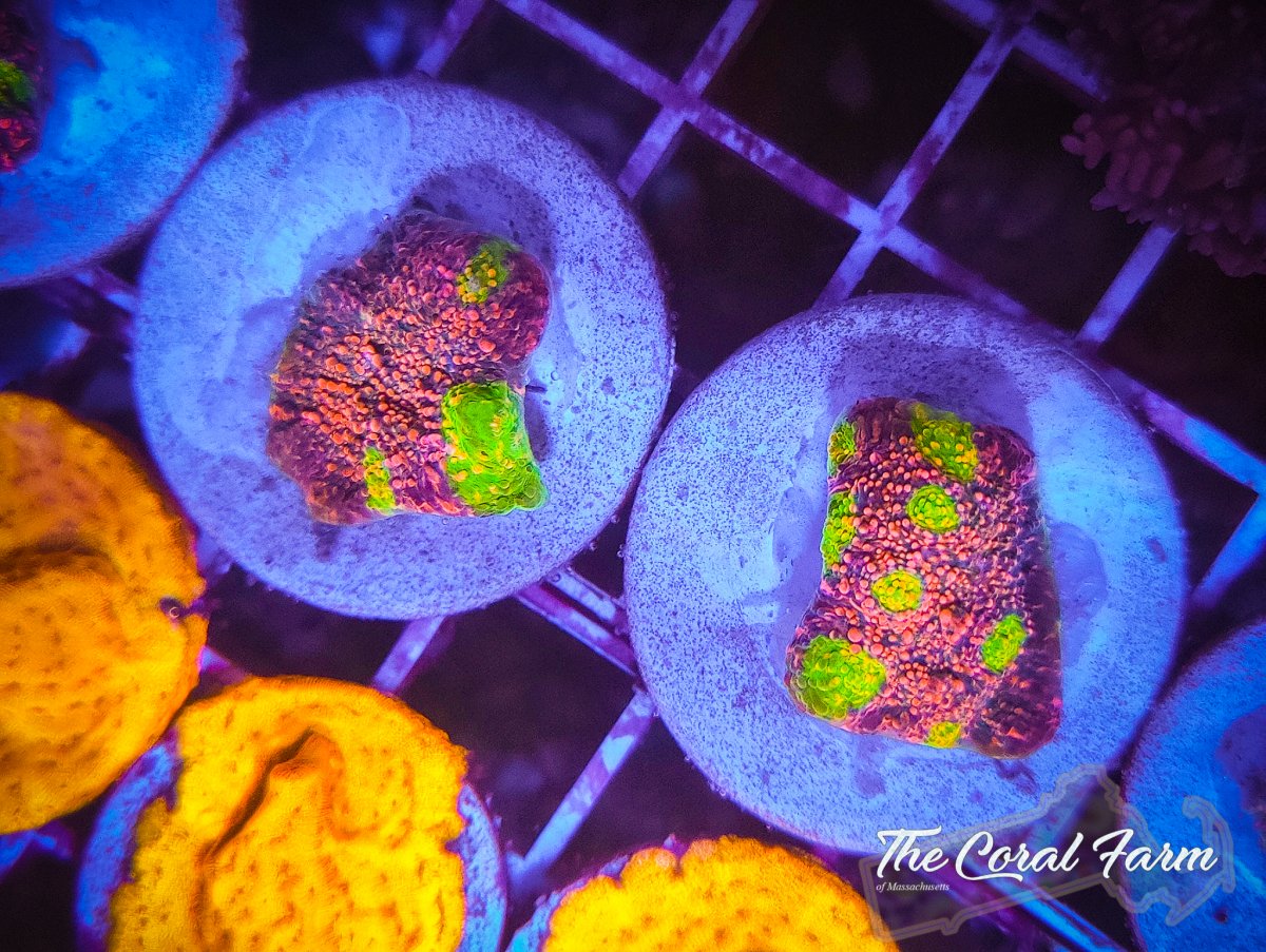 The Coral Farm MA -40.jpg