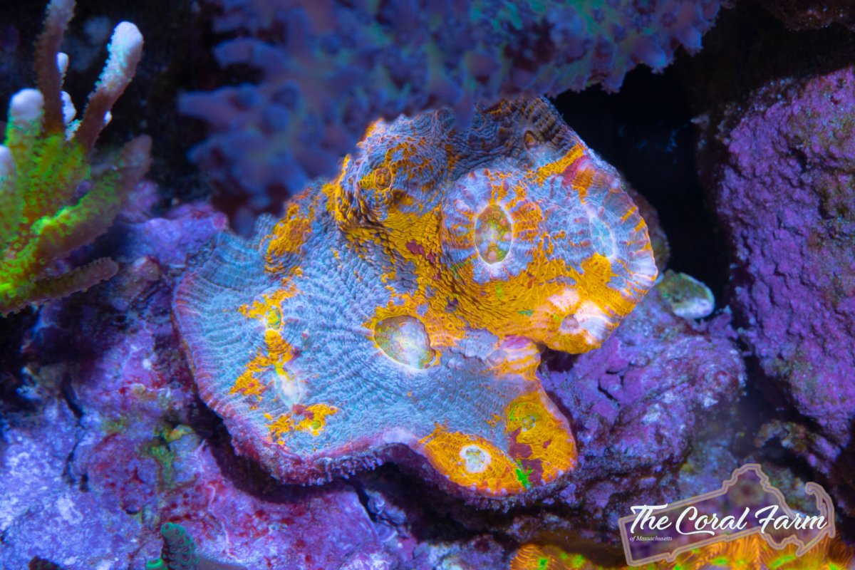 The Coral Farm MA -420.jpg