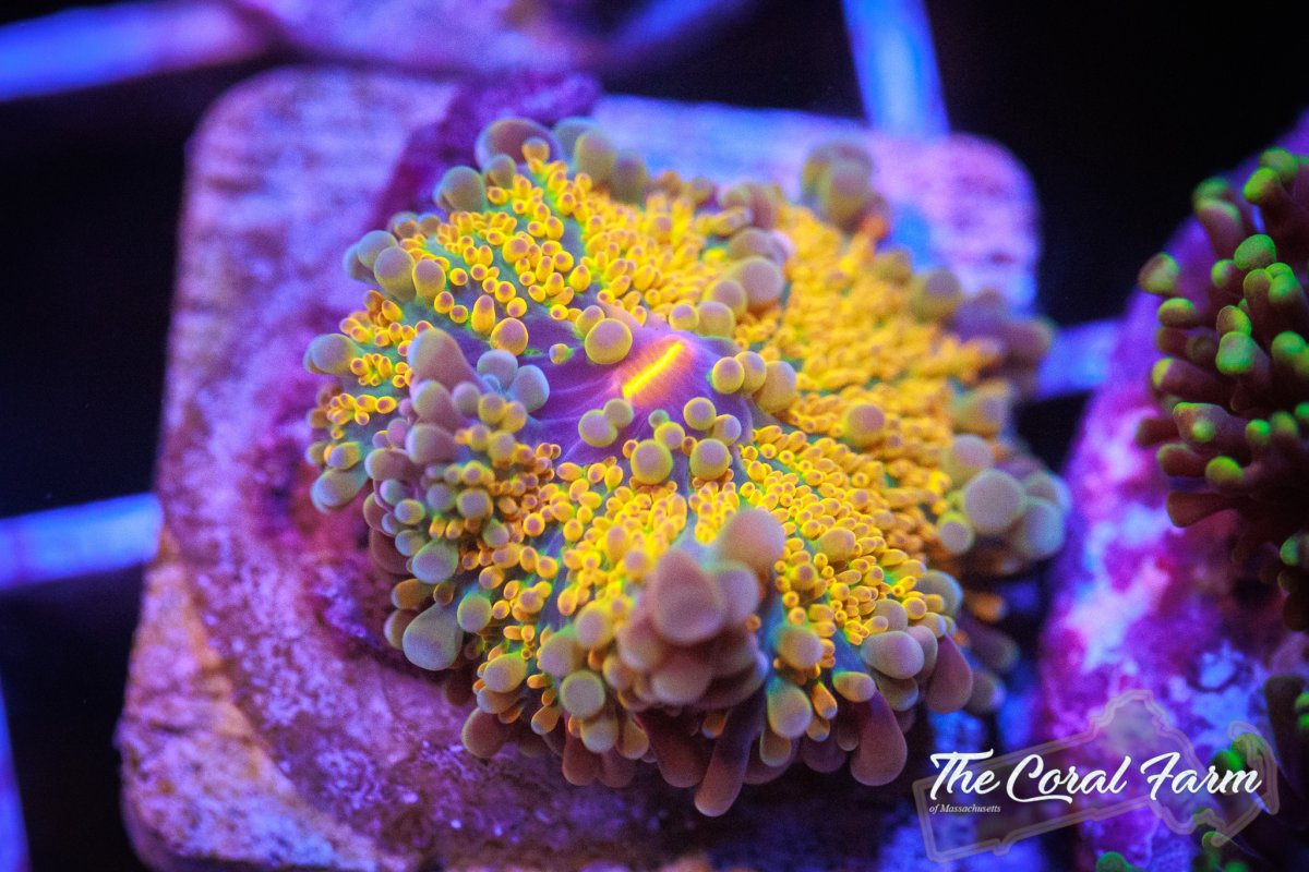 The Coral Farm MA 42722 -17.jpg