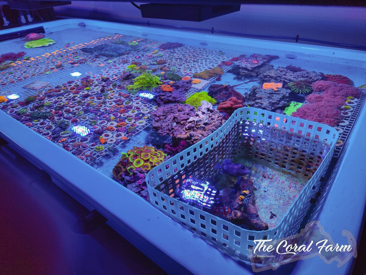 The Coral Farm MA -5.jpg