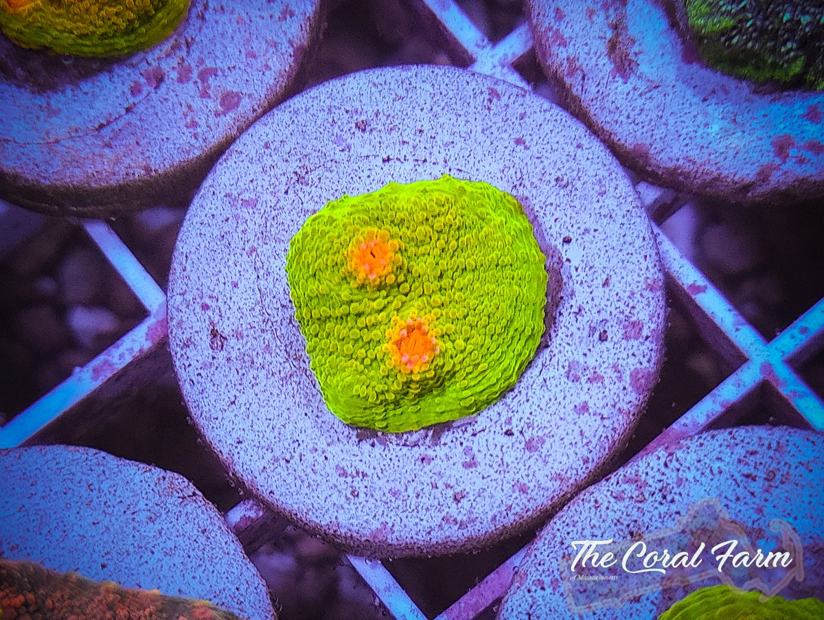 The Coral Farm MA -53.jpg