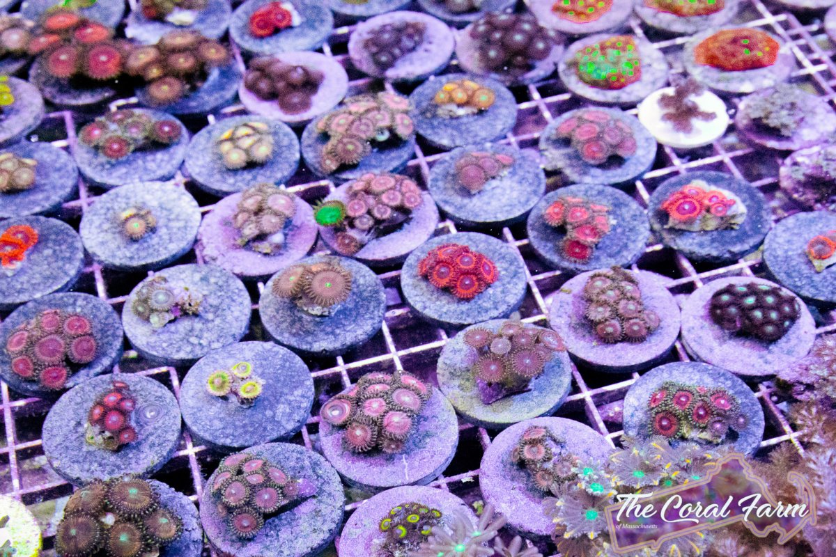 The Coral Farm MA -54.jpg