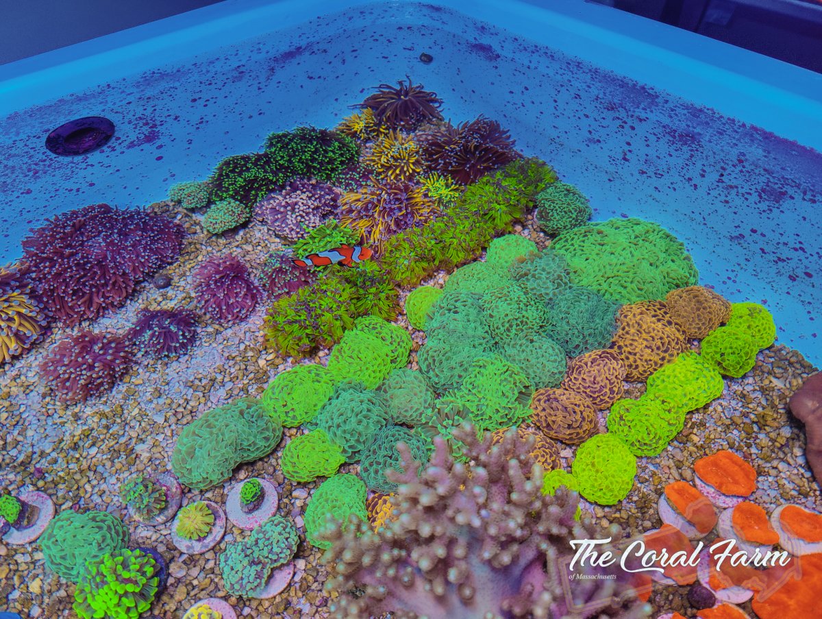 The Coral Farm MA -6.jpg
