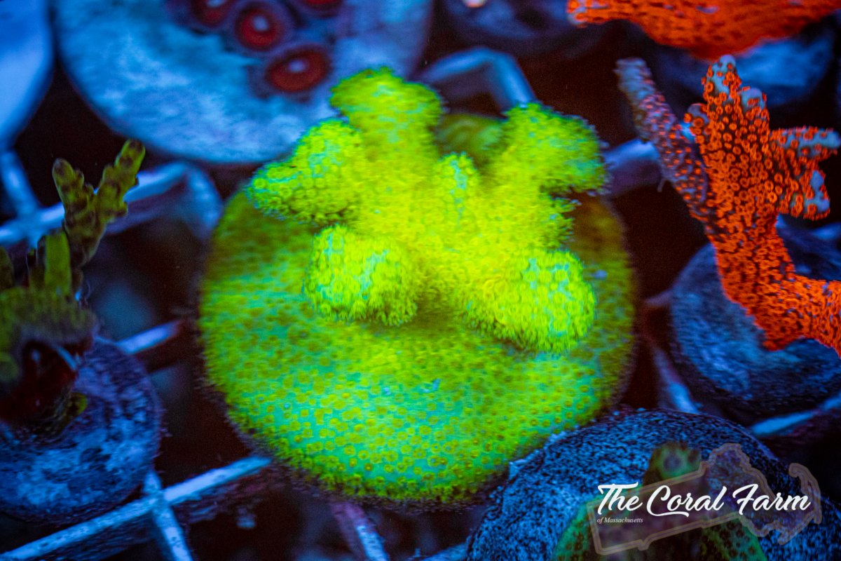 The Coral Farm MA 6221-103.jpg