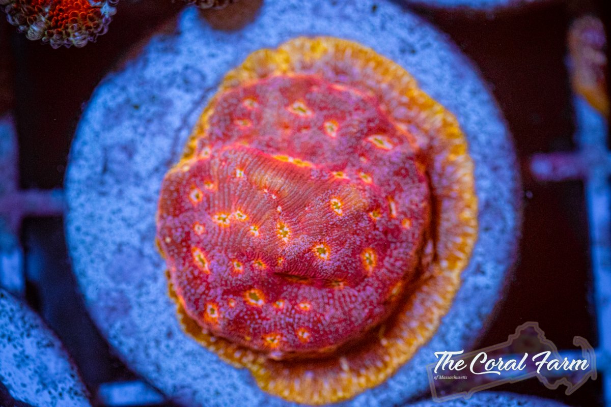 The Coral Farm MA 6221-12.jpg