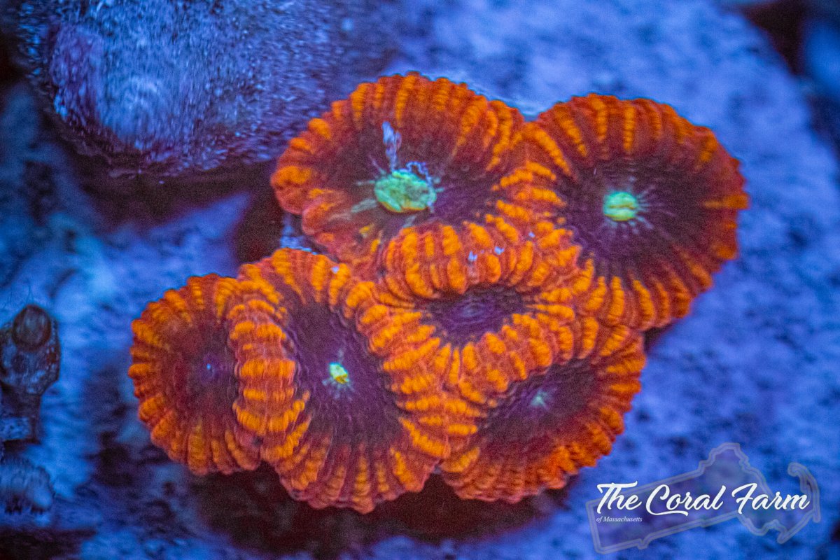 The Coral Farm MA 6221-123.jpg