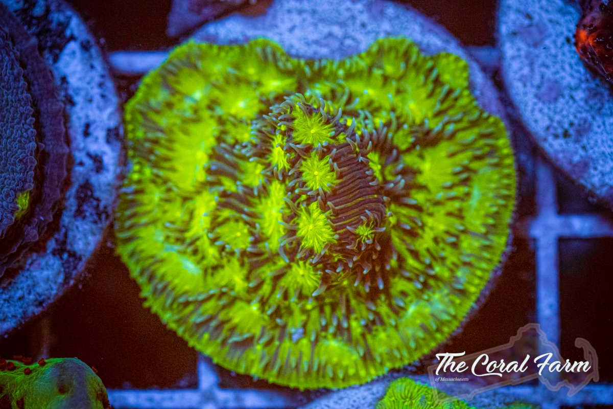 The Coral Farm MA 6221-14.jpg