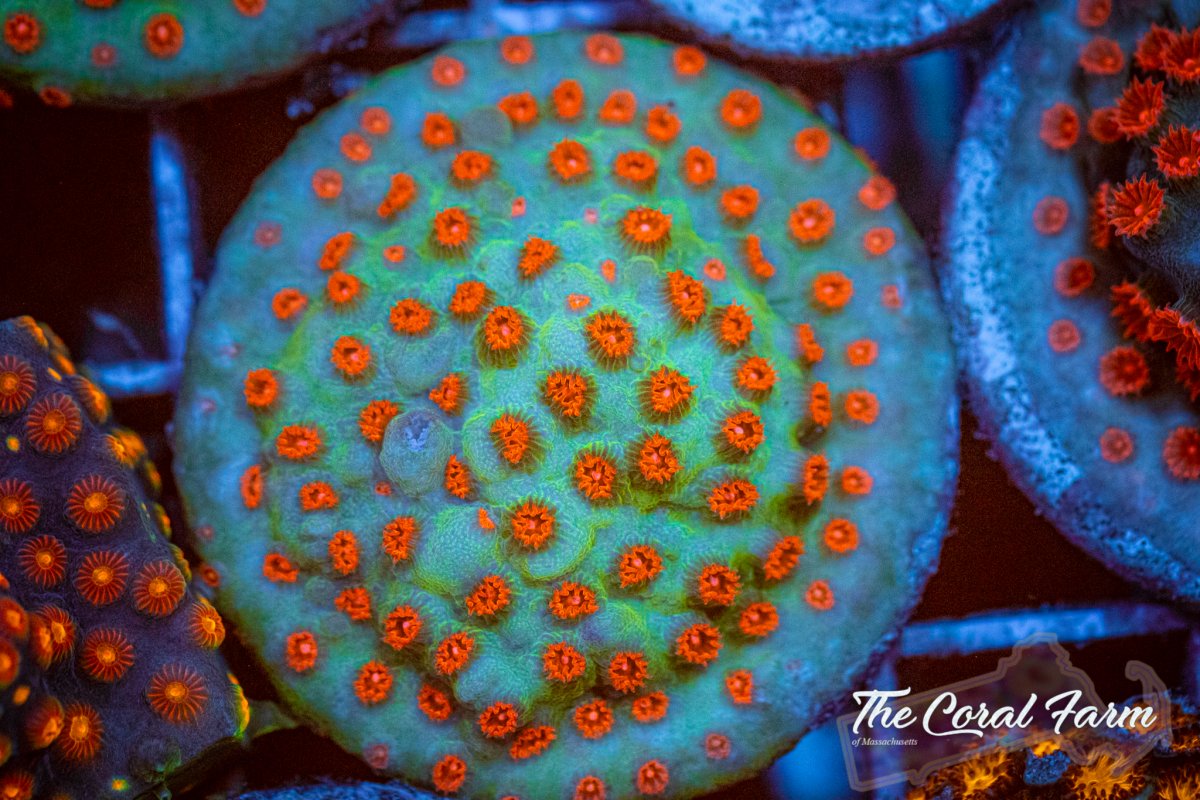 The Coral Farm MA 6221-162.jpg