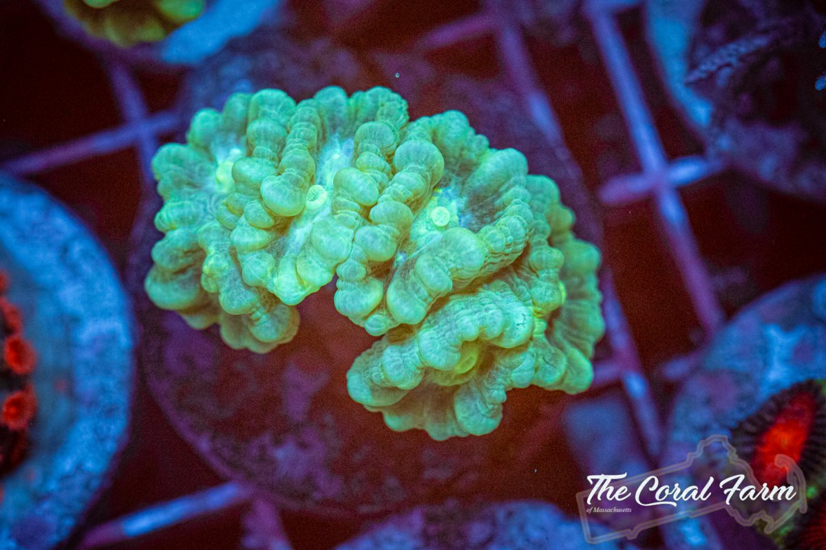 The Coral Farm MA 6221-169.jpg