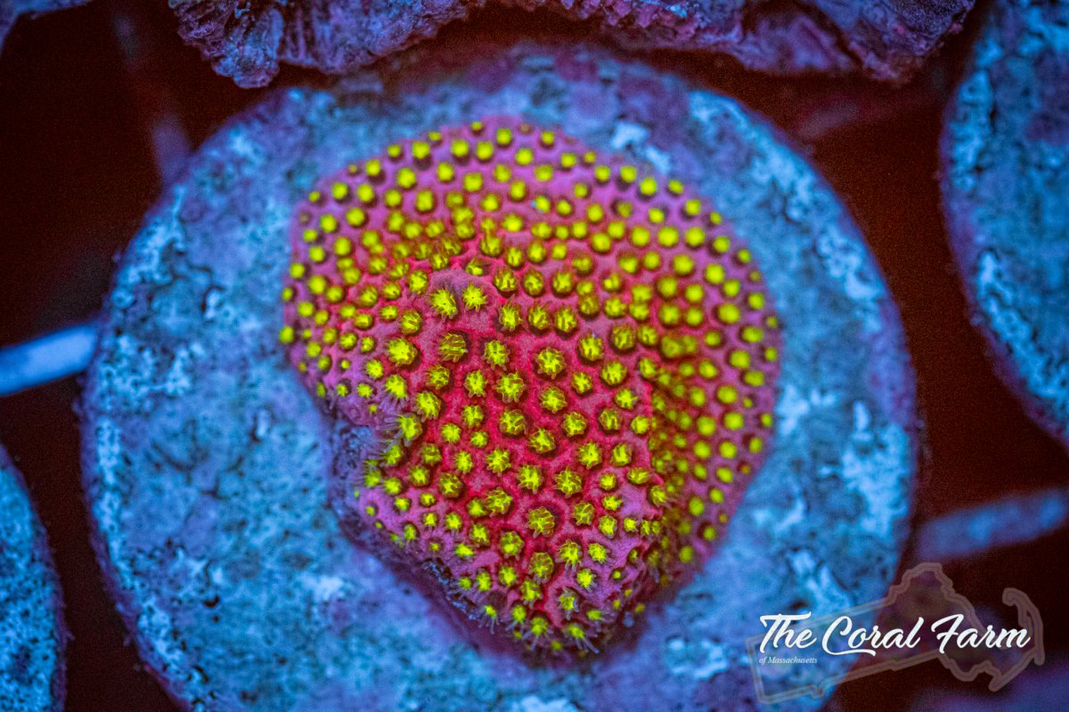 The Coral Farm MA 6221-180.jpg